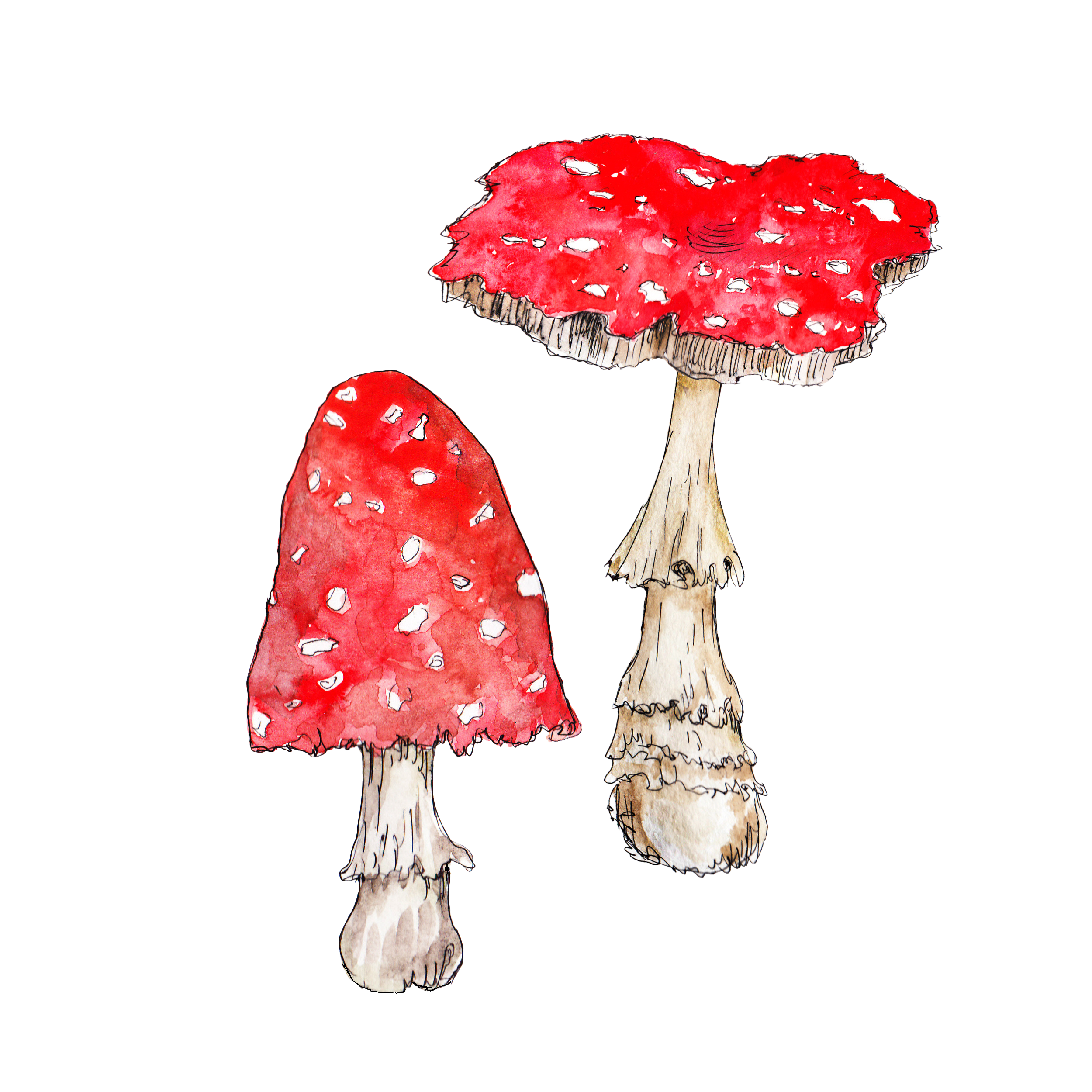 Fliegenpilze 2