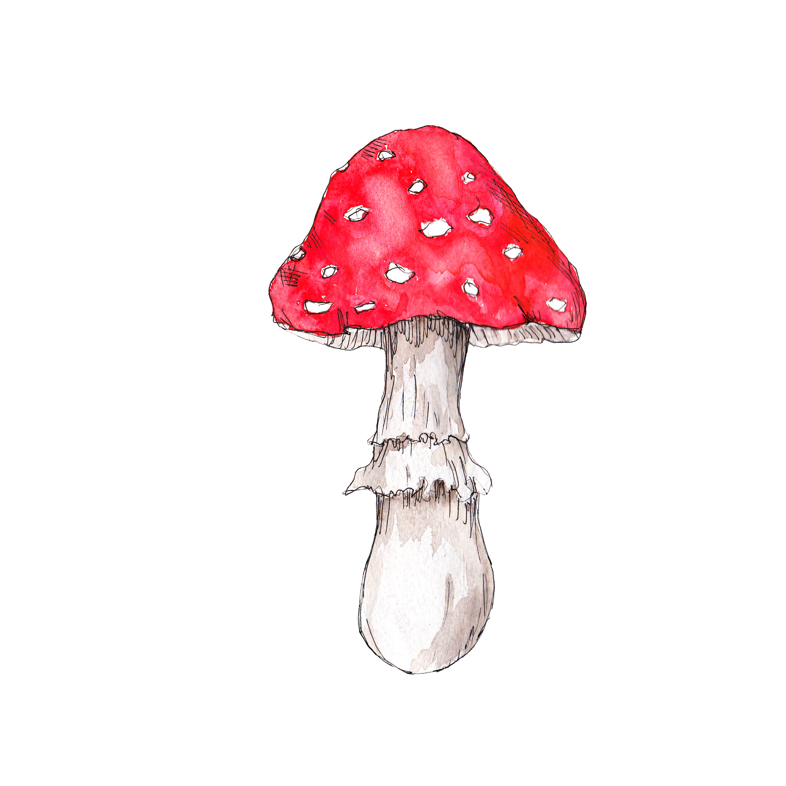 Fliegenpilze